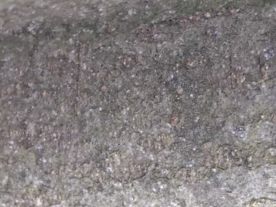 Kape na stablu Greni Smita