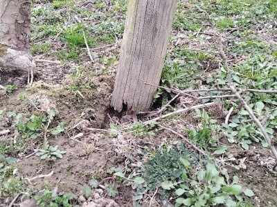 Kape na stablu Greni Smita