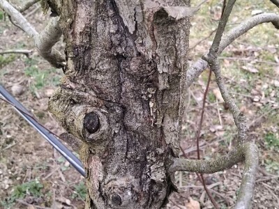 Kape na stablu Greni Smita