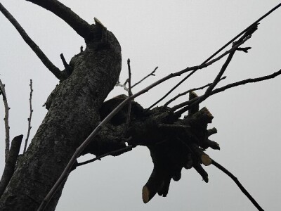 Kape na stablu Greni Smita
