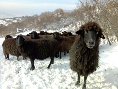 Karakačanska ovca
