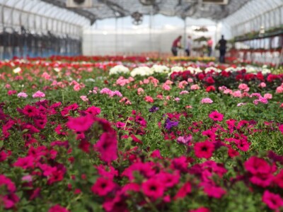 Karmanka Cepanec svoje plastenike grije obnovljivim izvorima energije