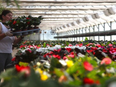 Karmanka Cepanec svoje plastenike grije obnovljivim izvorima energije