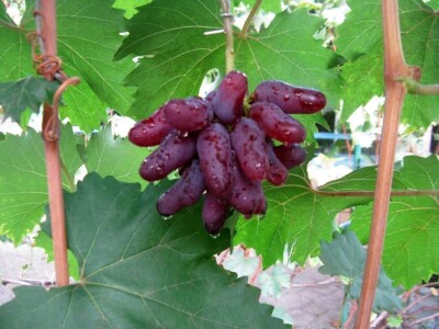 Vinova loza je novi hit na sjeveroistoku Bosne - hibridne sorte "pobijedile" klimu