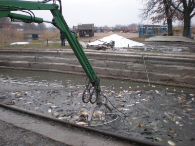 Ovogodišnji prinos-120 vagona šarana