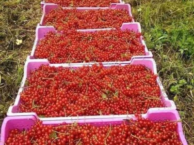 Kasim Čolak: Jedini u BiH otkupljujemo puževe sa kućicom