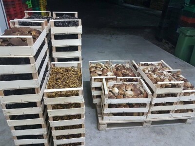 Kasim Čolak: Jedini u BiH otkupljujemo puževe sa kućicom