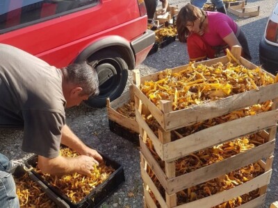 Kasim Čolak: Jedini u BiH otkupljujemo puževe sa kućicom