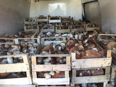 Kasim Čolak: Jedini u BiH otkupljujemo puževe sa kućicom