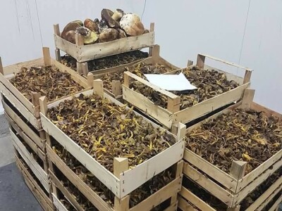 Kasim Čolak: Jedini u BiH otkupljujemo puževe sa kućicom