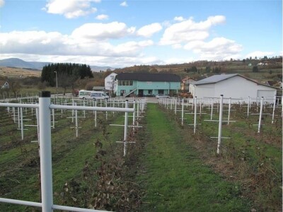 Kasim Čolak: Jedini u BiH otkupljujemo puževe sa kućicom