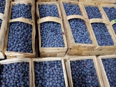 Kasim Čolak: Jedini u BiH otkupljujemo puževe sa kućicom