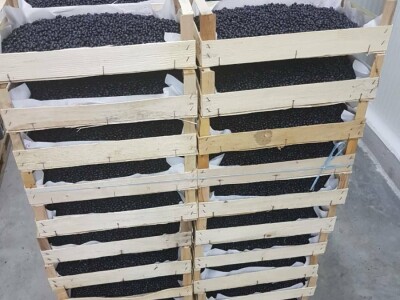 Kasim Čolak: Jedini u BiH otkupljujemo puževe sa kućicom