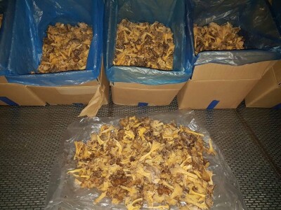 Kasim Čolak: Jedini u BiH otkupljujemo puževe sa kućicom