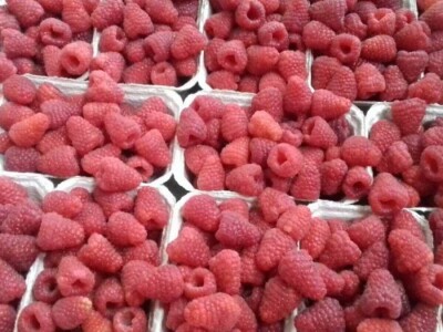 Kasim Čolak: Jedini u BiH otkupljujemo puževe sa kućicom