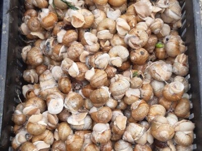 Kasim Čolak: Jedini u BiH otkupljujemo puževe sa kućicom