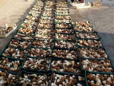 Kasim Čolak: Jedini u BiH otkupljujemo puževe sa kućicom