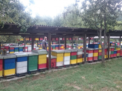 Pčelinjak u Livada u šašu