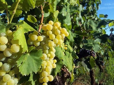 Katalog Riznica ukusa uskoro bogatiji za nove sorte i proizvode iz Hercegovine Katalog Riznica ukusa uskoro bogatiji za nove sorte i proizvode iz Hercegovine