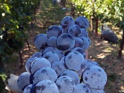 Katalog Riznica ukusa uskoro bogatiji za nove sorte i proizvode iz Hercegovine Katalog Riznica ukusa uskoro bogatiji za nove sorte i proizvode iz Hercegovine