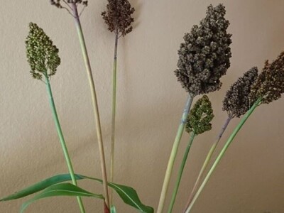 Katalog Riznica ukusa uskoro bogatiji za nove sorte i proizvode iz Hercegovine Katalog Riznica ukusa uskoro bogatiji za nove sorte i proizvode iz Hercegovine