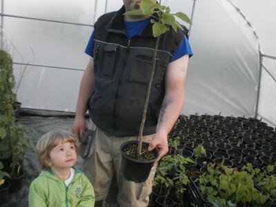 Glumpaki s katalpom Glumpaki s katalpom