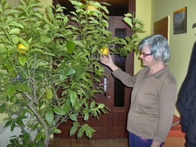 Katarina Horvat kraj svojega stabla limuna