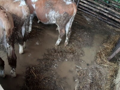 Katastrofalne poplave u Bužimu