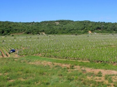 Katunar Estate Winery