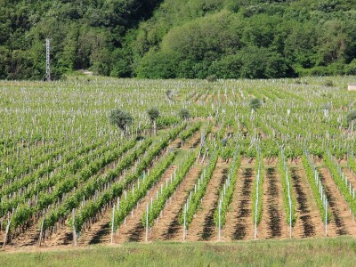 Katunar Estate Winery