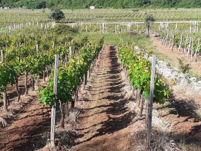 Katunar Estate Winery