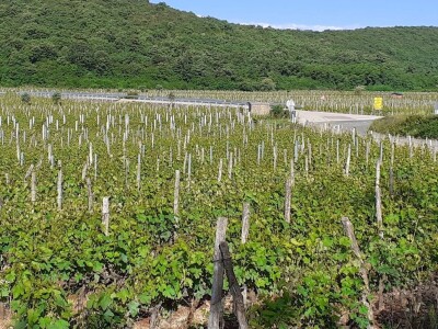 Katunar Estate Winery