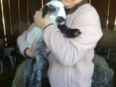 Ovih dana se ovce janje