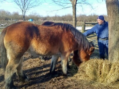 Damir voli hrvatske posavce
