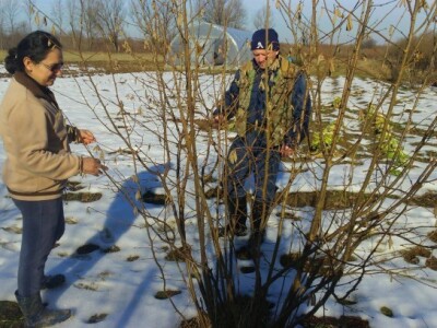 Žele posaditi i manji voćnjak