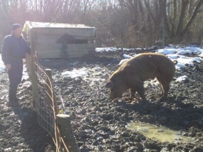 Uzgajaju i svinje na otvorenom