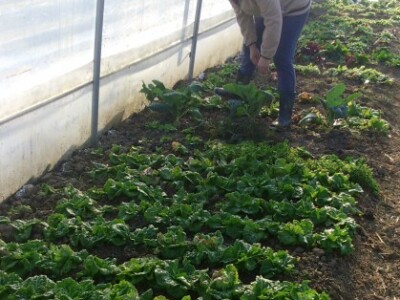 U plastenik će uvesti i sustav za navodnjavanje