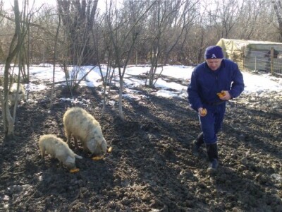 Autohtona pasmina pogodna za ekstenzivni uzgoj