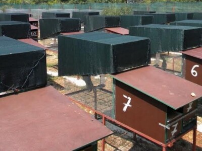 Kavezi divljih zečeva - detalj farme Kavezi divljih zečeva - detalj farme