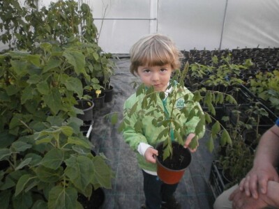 Ilija drž sadnicu keleuterije Ilija drž sadnicu keleuterije