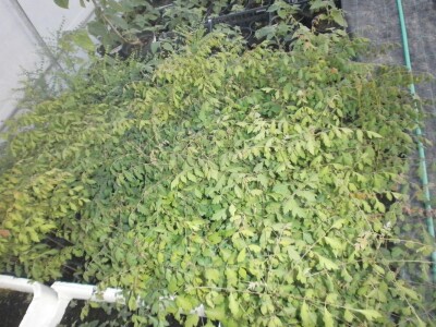 Keleuterija u plasteniku Keleuterija u plasteniku