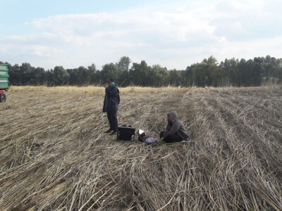Stabljike konoplje prekrile polje Stabljike konoplje prekrile polje