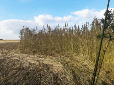Industrijska konoplja Ive Kelića Industrijska konoplja Ive Kelića