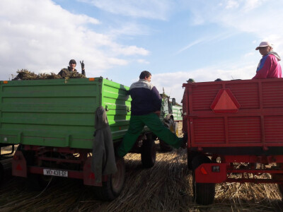 Radnici u branju konoplje Radnici u branju konoplje