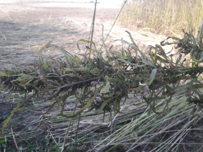 Cvijet konoplje Cvijet konoplje