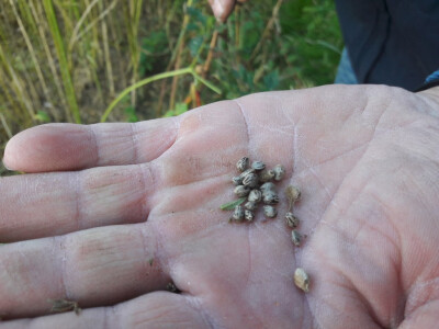 Sjeme konoplje Sjeme konoplje