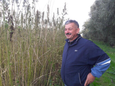 Ivo Kelić pored industrijske konoplje Ivo Kelić pored industrijske konoplje