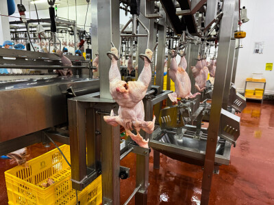 KenChic - prerada piletine u Keniji