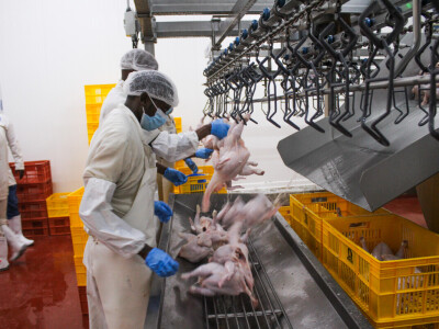 KenChic - prerada piletine u Keniji