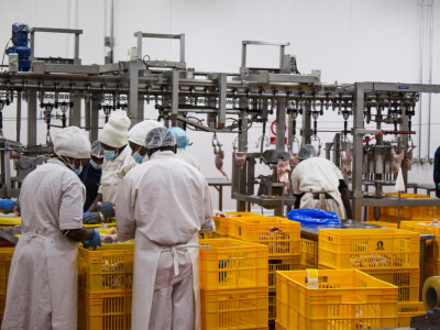 KenChic - prerada piletine u Keniji